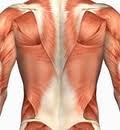 back pain, chest pain,
                              pulled muscle, injury from chores, sports
                              and more. Massage therapy can help