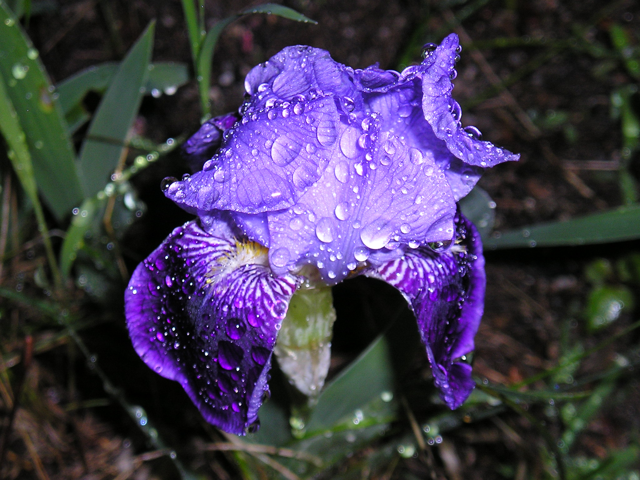 plants, essential oils, aromatherapy,
                              health