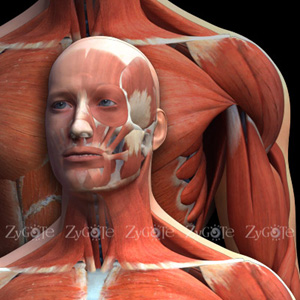 deep tissue
                              helps muscles